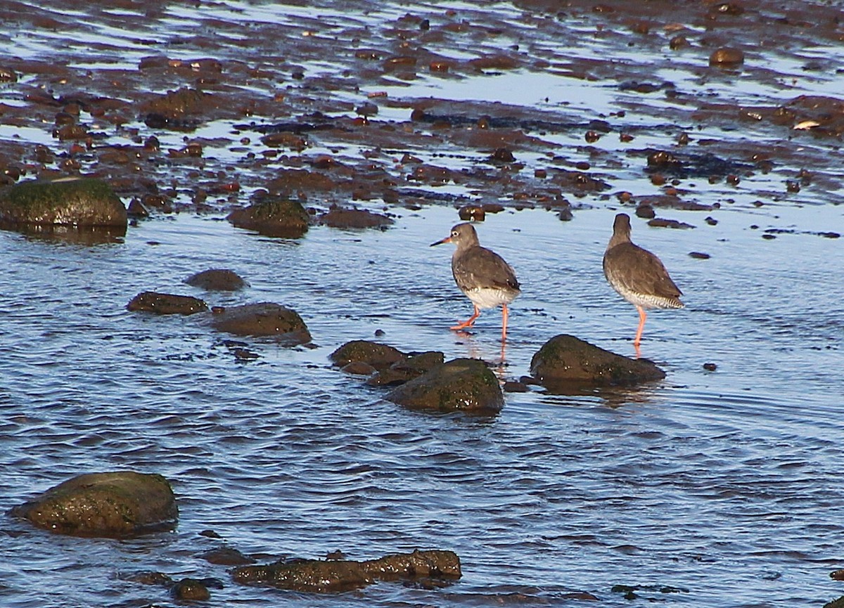 Common Redshank - ML642279284