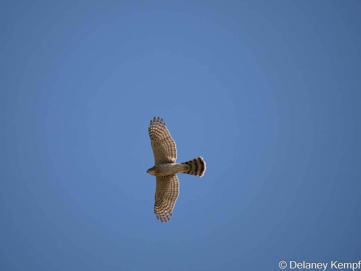 Cooper's Hawk - ML642279286