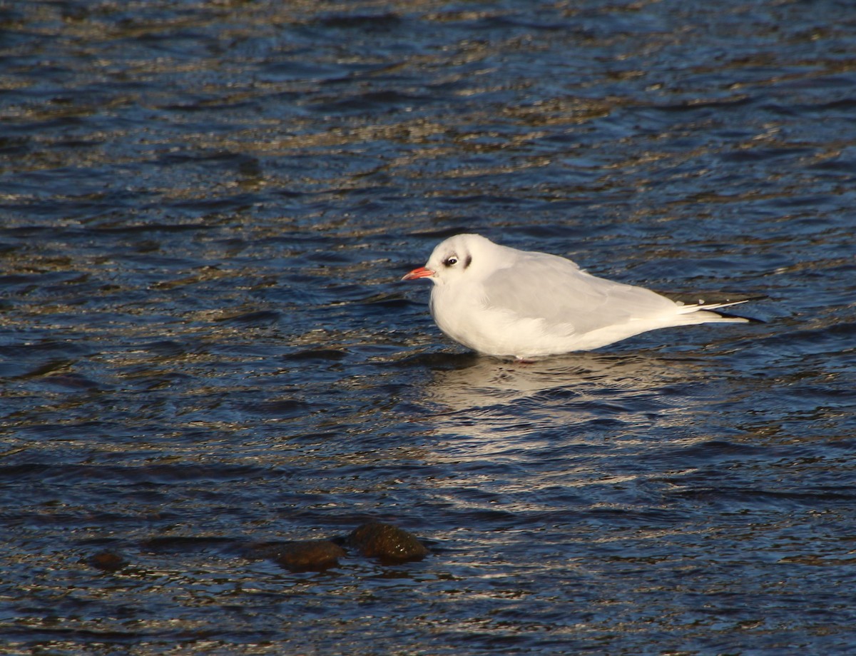 Black-headed Gull - ML642279302