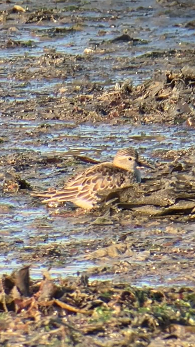 Baird's Sandpiper - ML642279304
