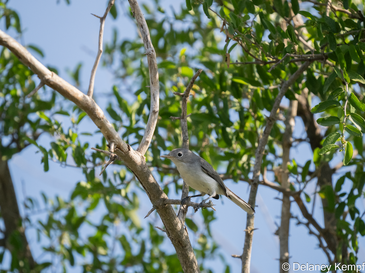 Blue-gray Gnatcatcher - ML642279305