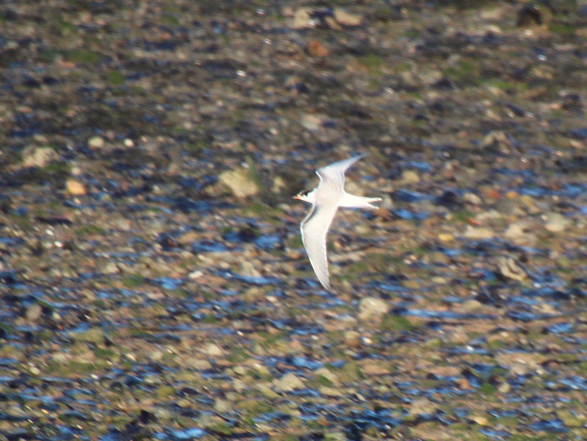 Little Tern - ML642279313