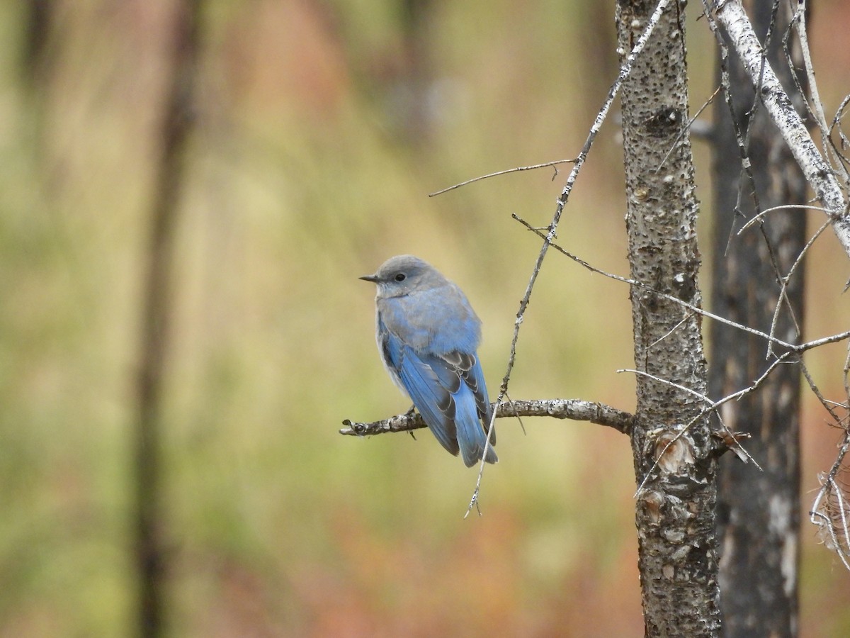 Mountain Bluebird - ML642279329