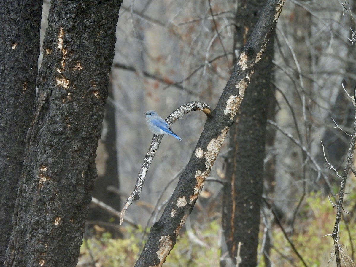 Mountain Bluebird - ML642279330