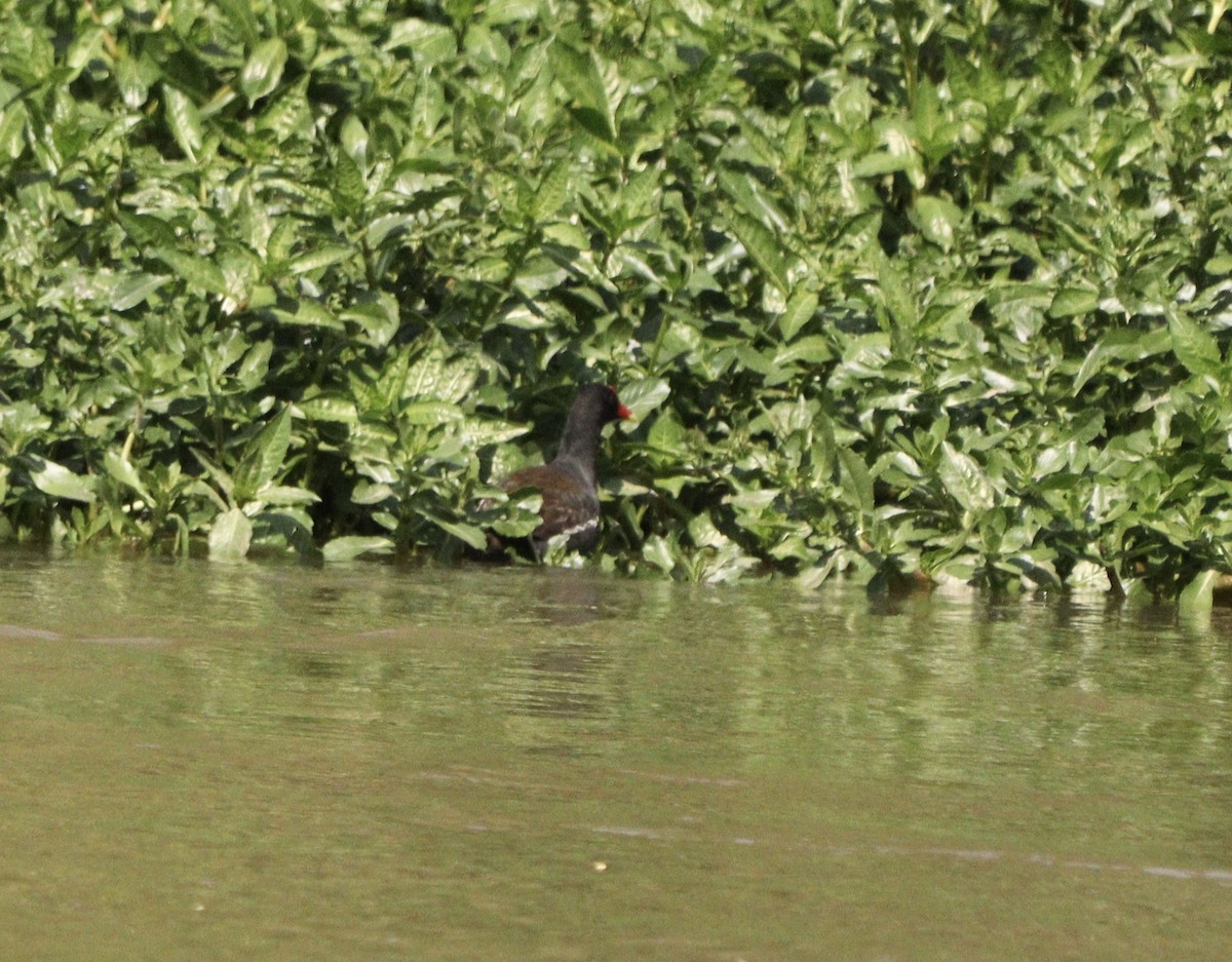 Common Gallinule - ML642279336
