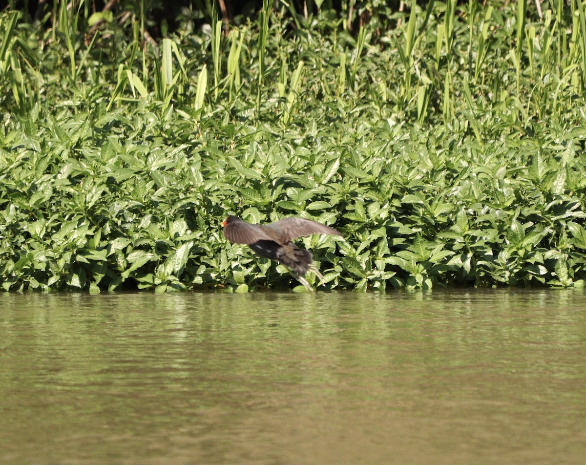 Common Gallinule - ML642279337