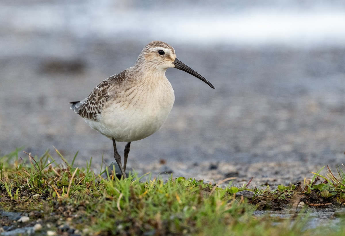 Curlew Sandpiper - ML642279342