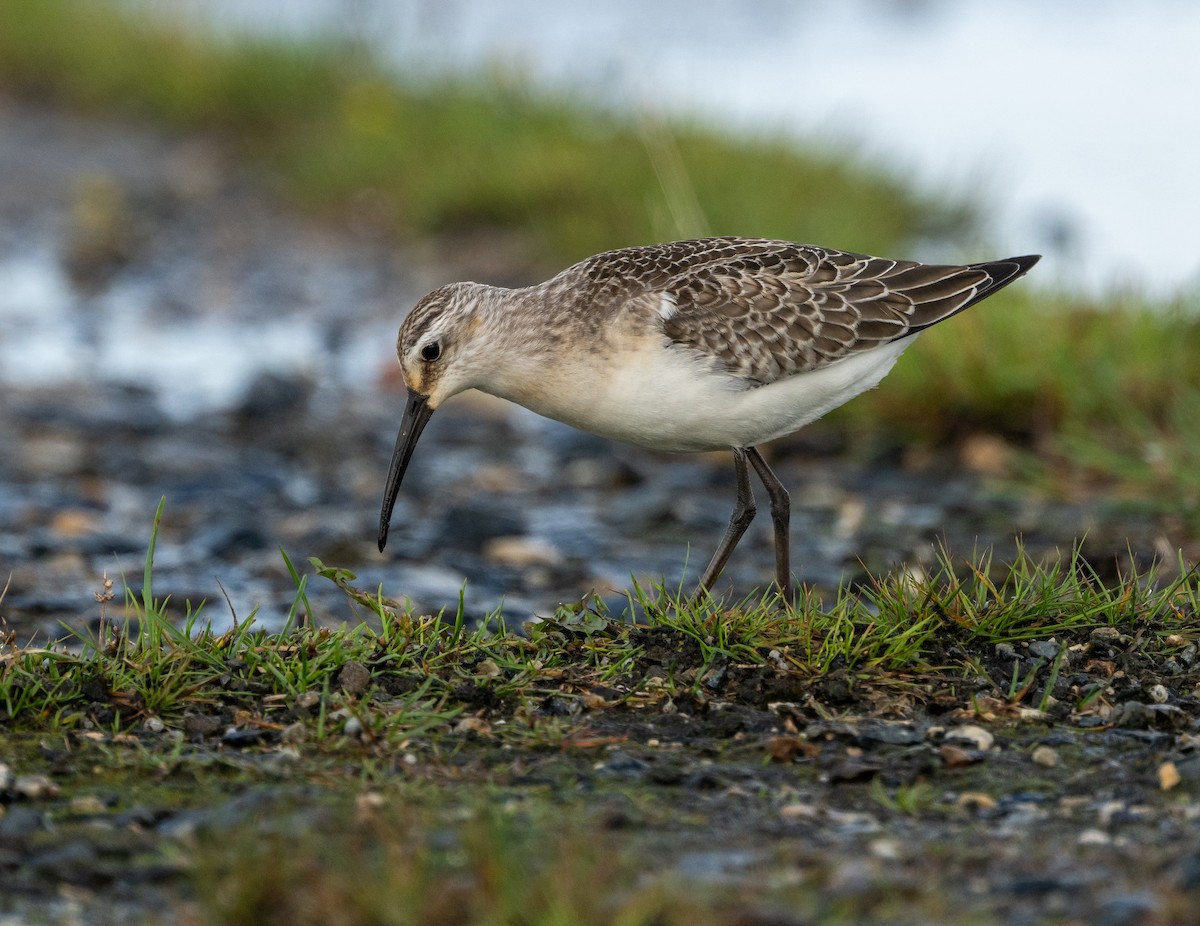 Curlew Sandpiper - ML642279343