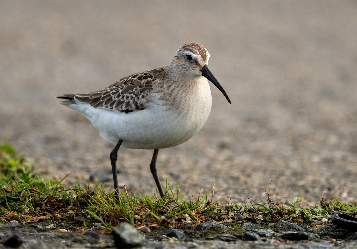 Curlew Sandpiper - ML642279344