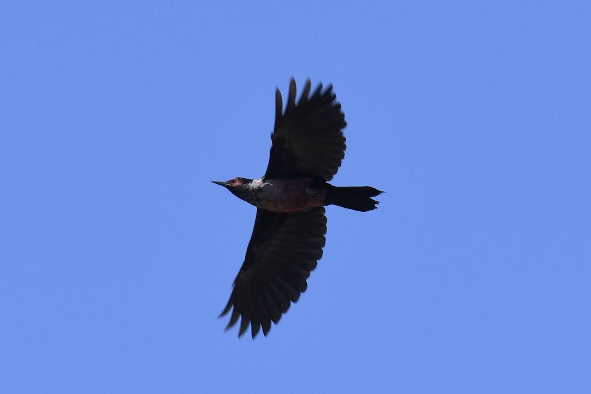Lewis's Woodpecker - ML642279423