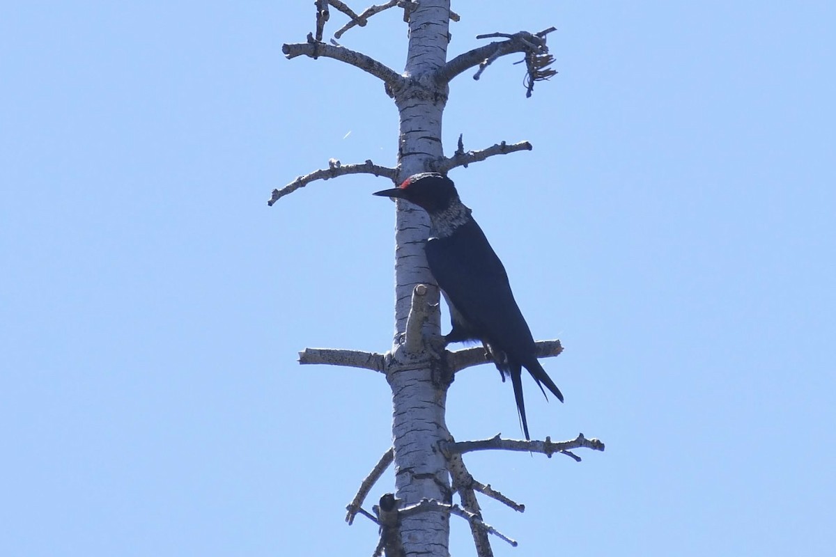 Lewis's Woodpecker - ML642279424