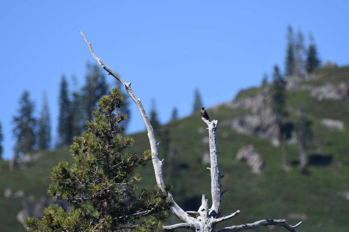 Lewis's Woodpecker - ML642279425