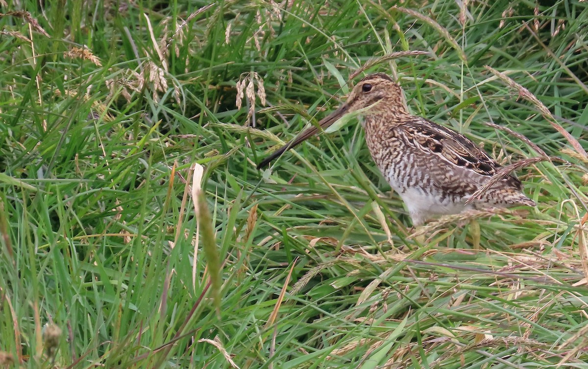 Noble Snipe - ML642279428