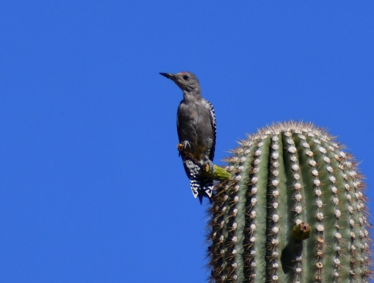 Pic des saguaros - ML642279442