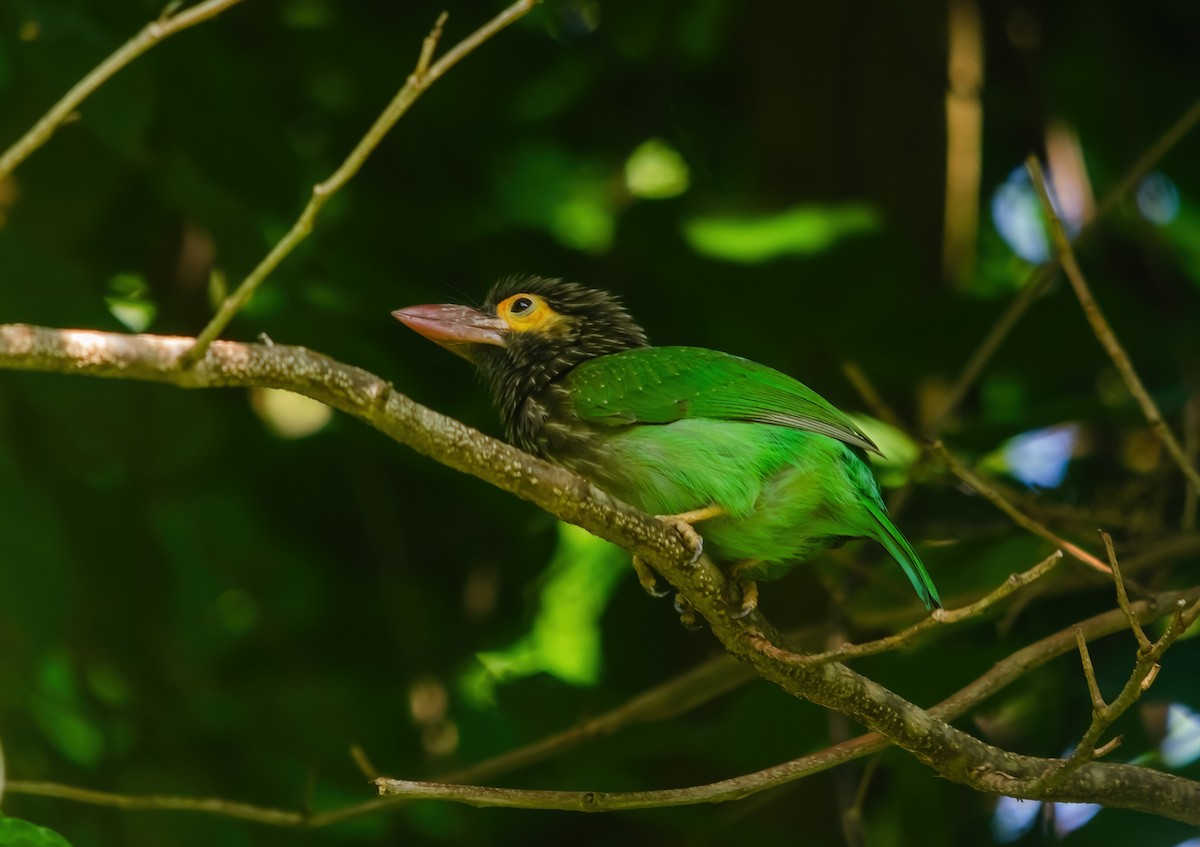 Brown-headed Barbet - ML642279506
