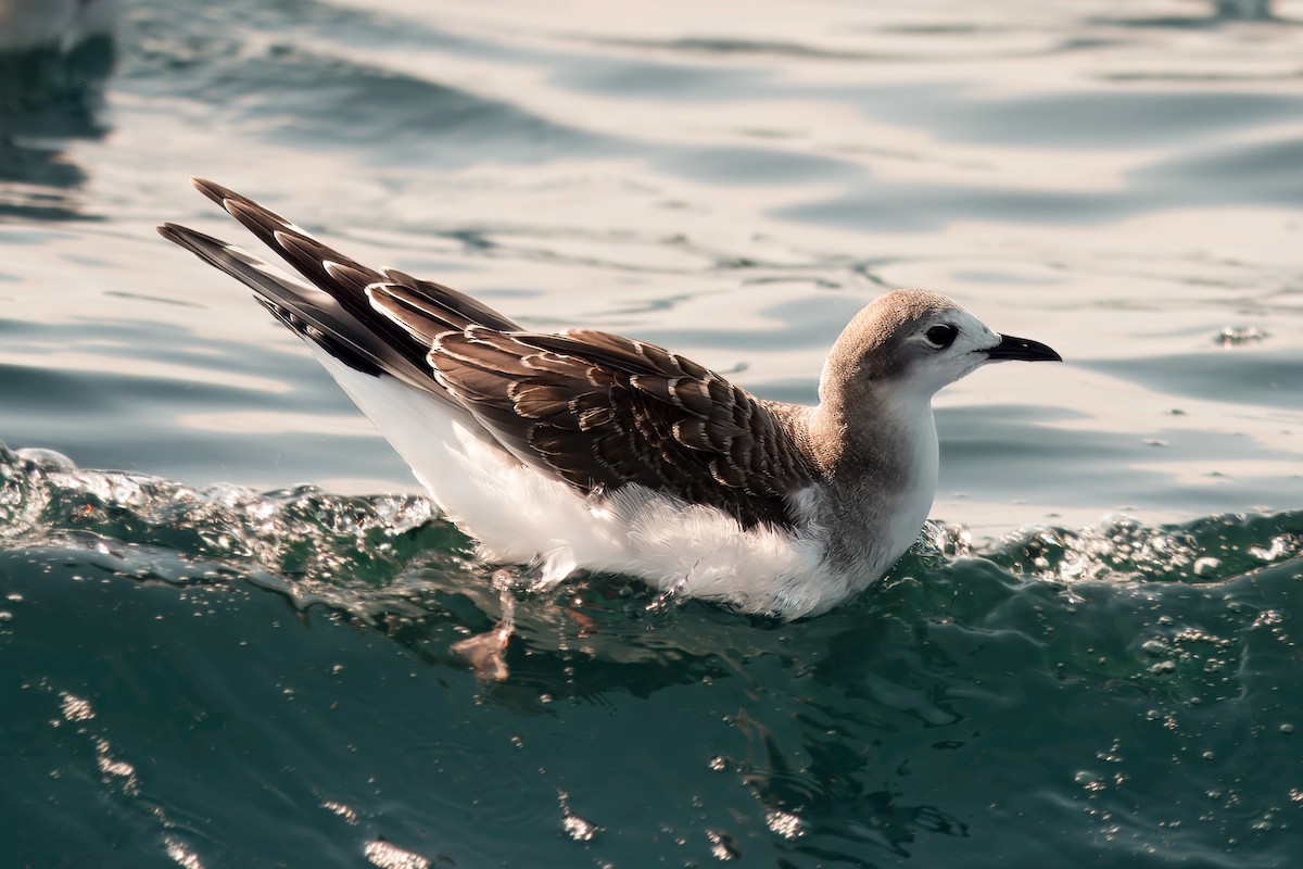 Sabine's Gull - ML642279510