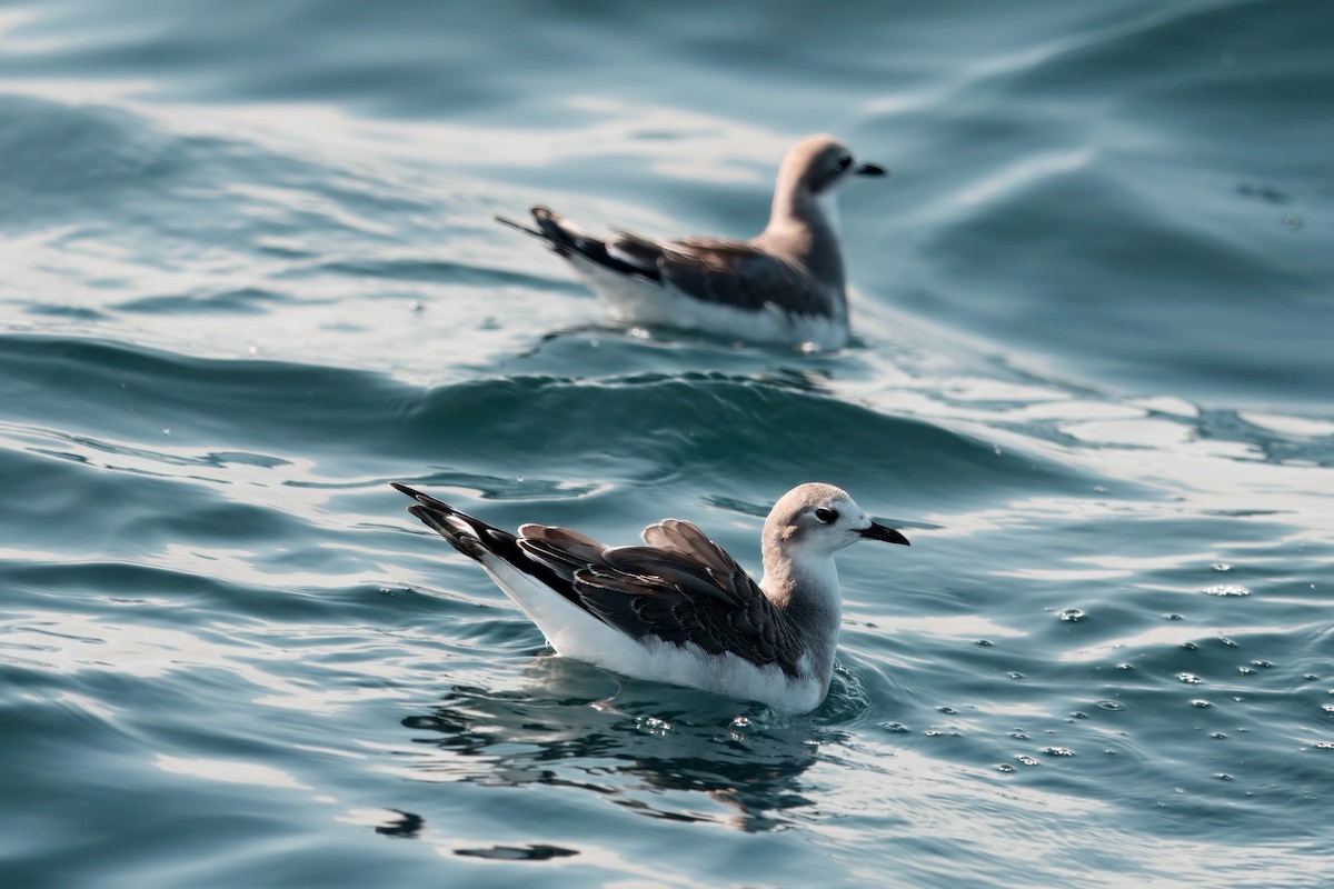 Sabine's Gull - ML642279511