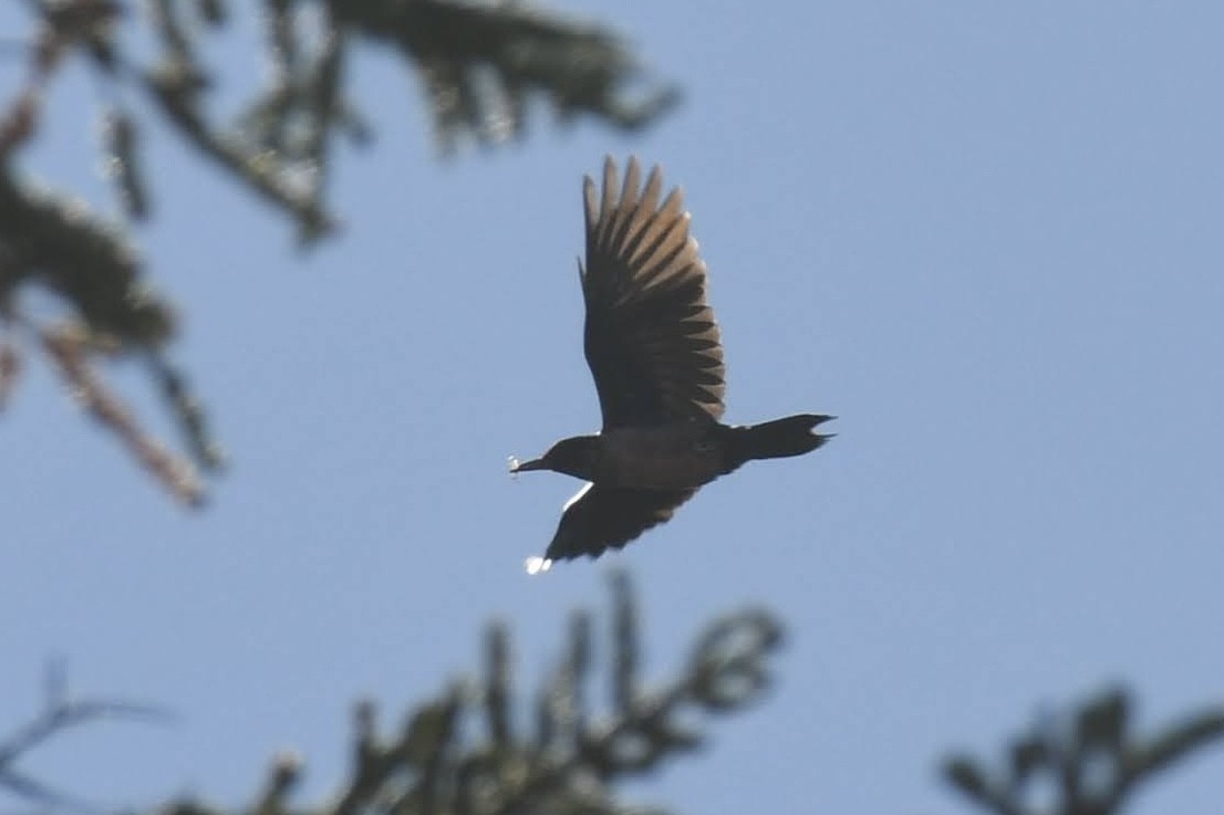 Lewis's Woodpecker - ML642279518