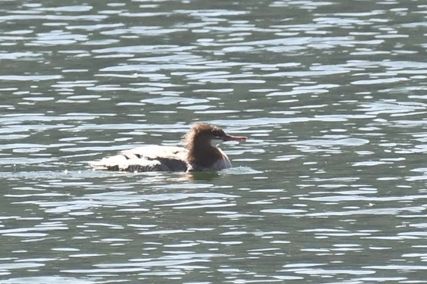 Common Merganser - ML642279524
