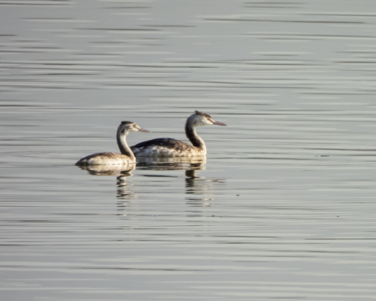 potápka roháč - ML642279541