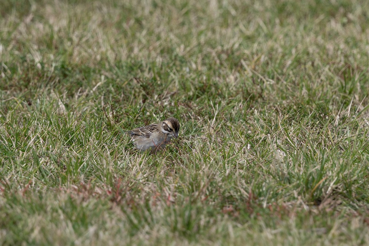 Lark Sparrow - ML642279542