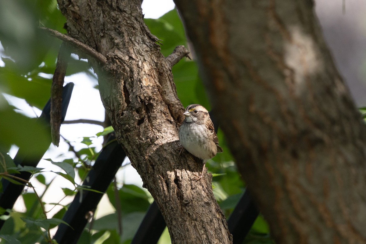 White-throated Sparrow - ML642279544