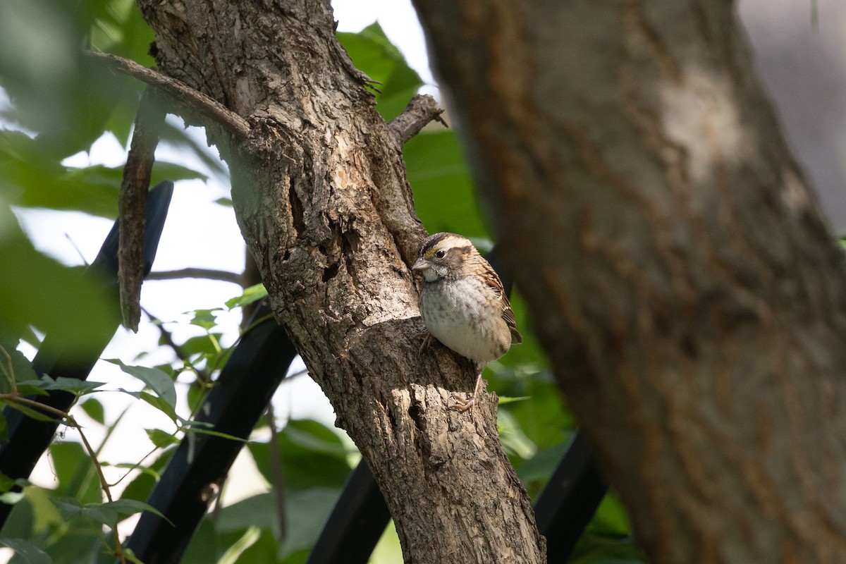 White-throated Sparrow - ML642279545