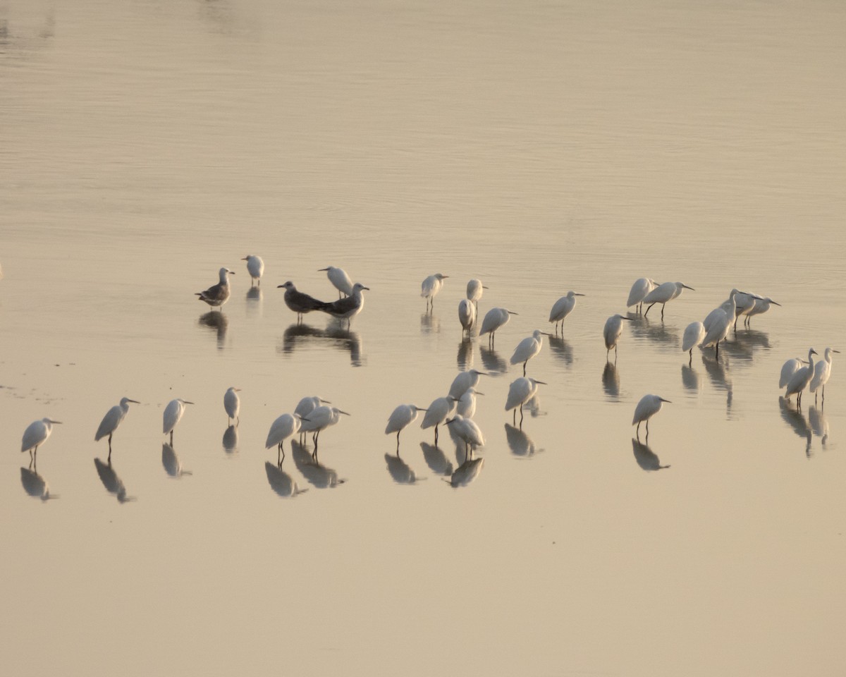 volavka stříbřitá - ML642279549