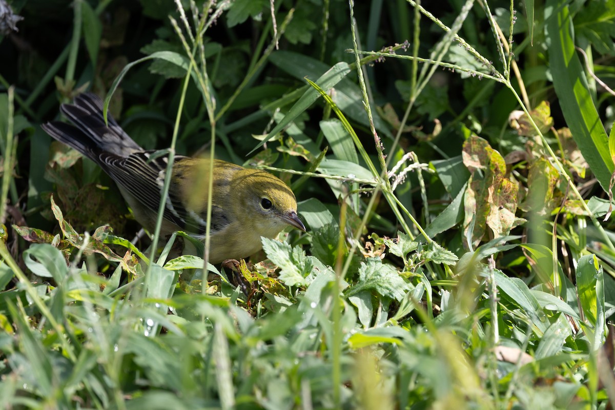 Bay-breasted Warbler - ML642279554