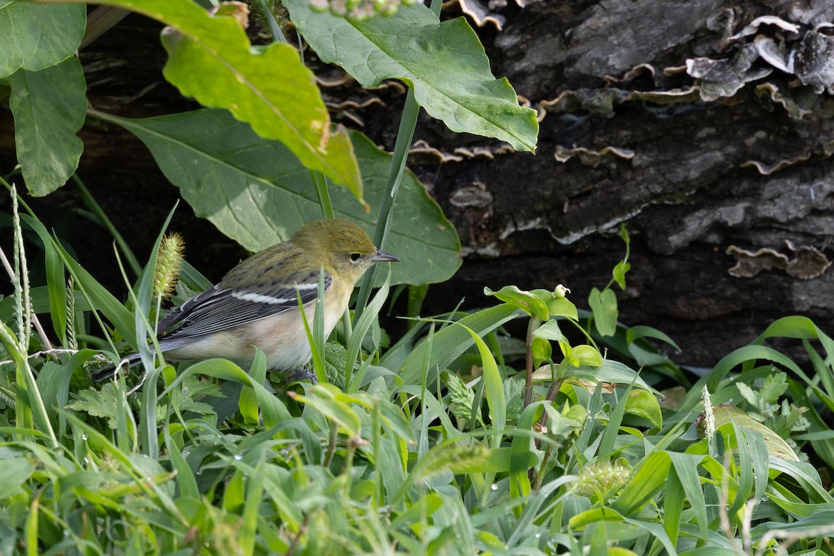 Bay-breasted Warbler - ML642279557