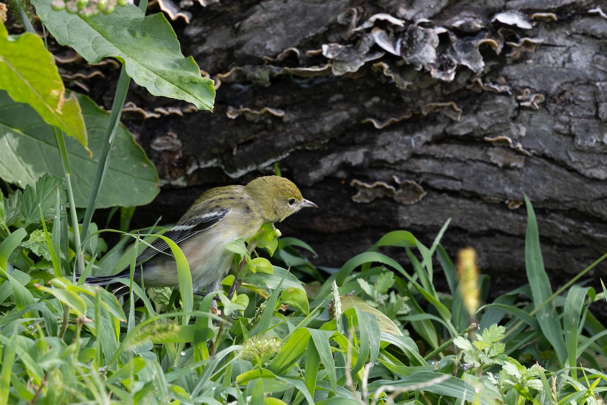 Bay-breasted Warbler - ML642279563