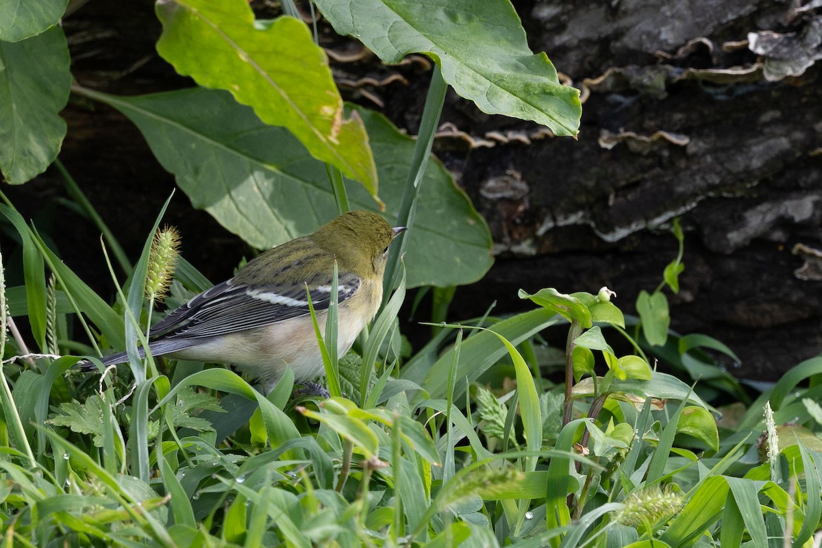 Bay-breasted Warbler - ML642279565
