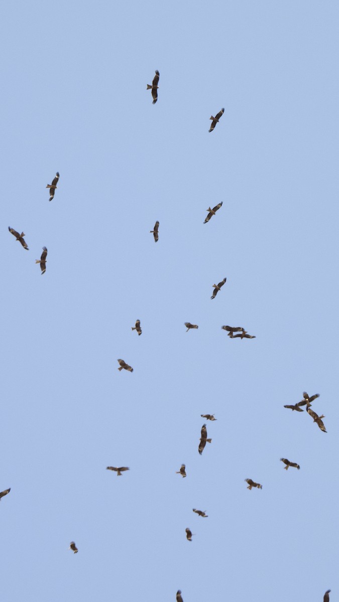 luňák hnědý - ML642279568