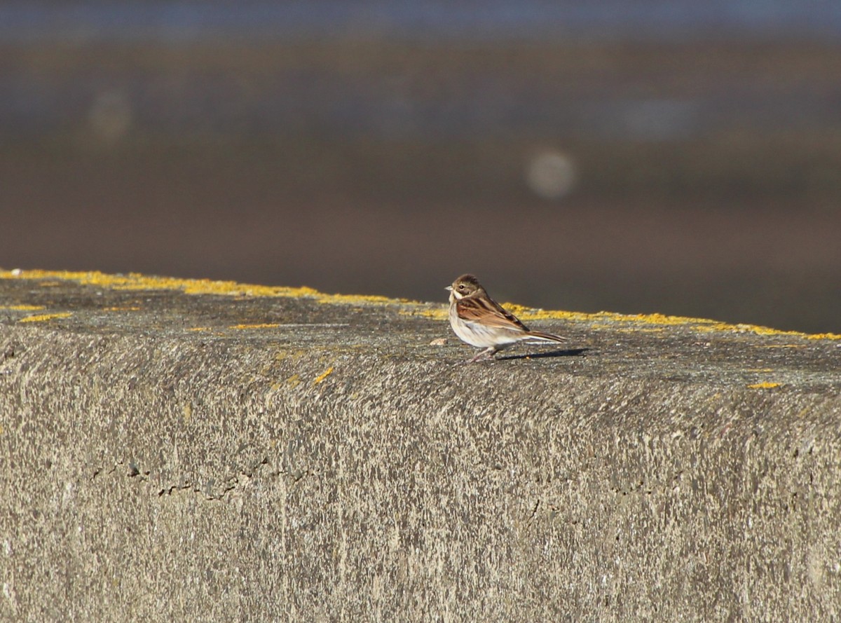 Reed Bunting - ML642279580