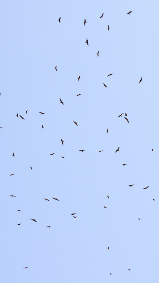 luňák hnědý - ML642279581