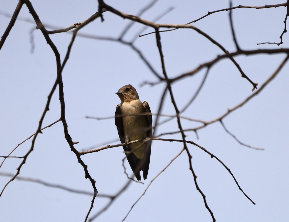 Southern Rough-winged Swallow - ML642279610