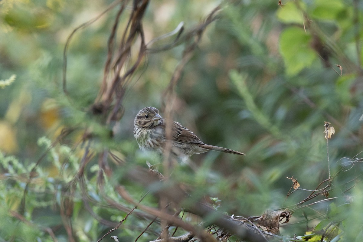 Song Sparrow (melodia/atlantica) - ML642279611
