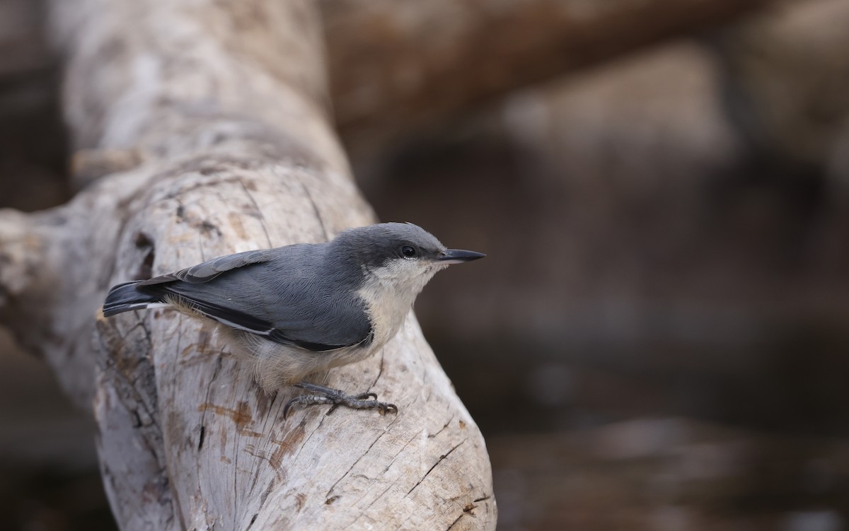 Pygmy Nuthatch - ML642279619