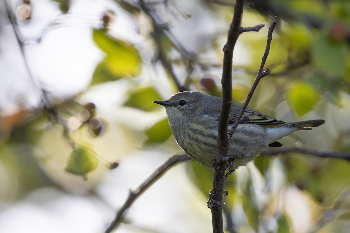 Cape May Warbler - ML642279643