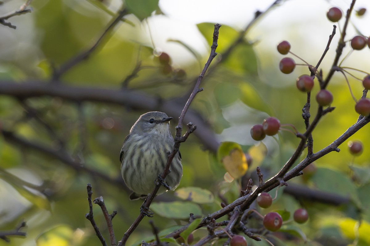 Cape May Warbler - ML642279644