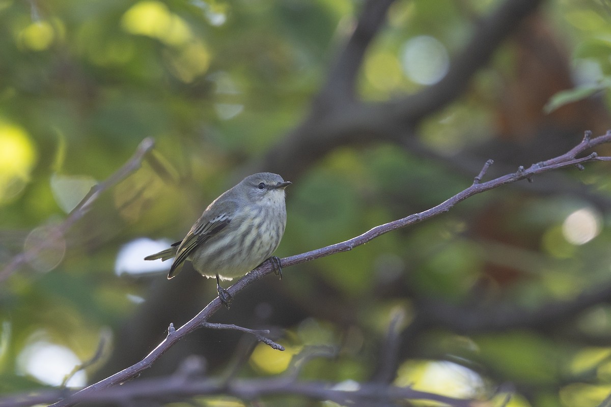 Cape May Warbler - ML642279653