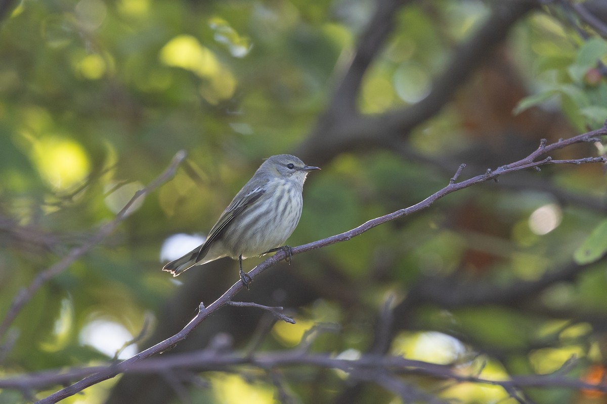 Cape May Warbler - ML642279654