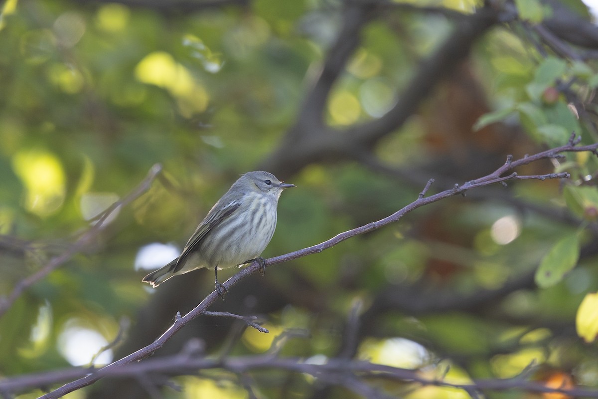 Cape May Warbler - ML642279655
