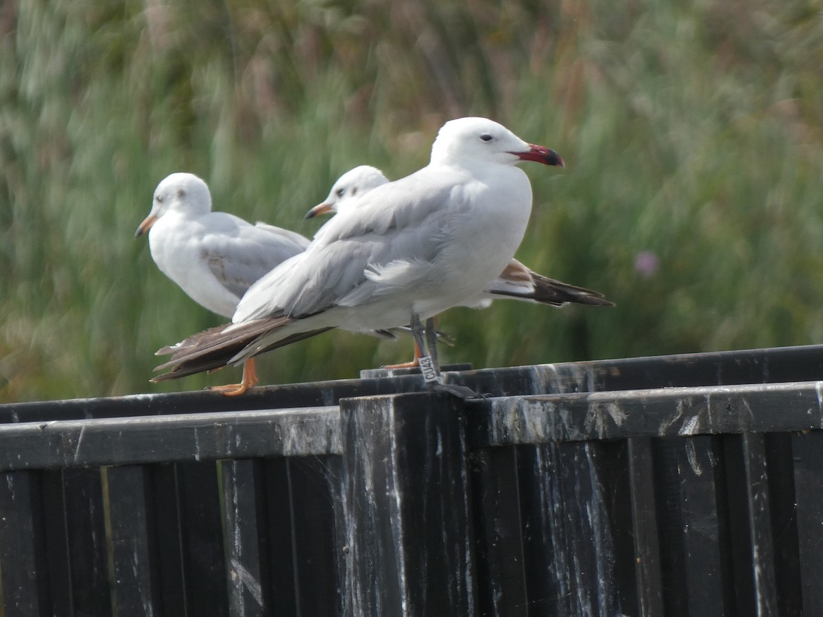 Audouin's Gull - ML642279677