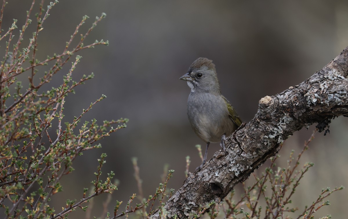 Green-tailed Towhee - ML642279717