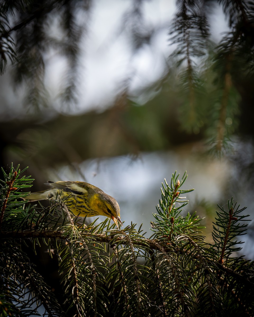 Cape May Warbler - ML642279718