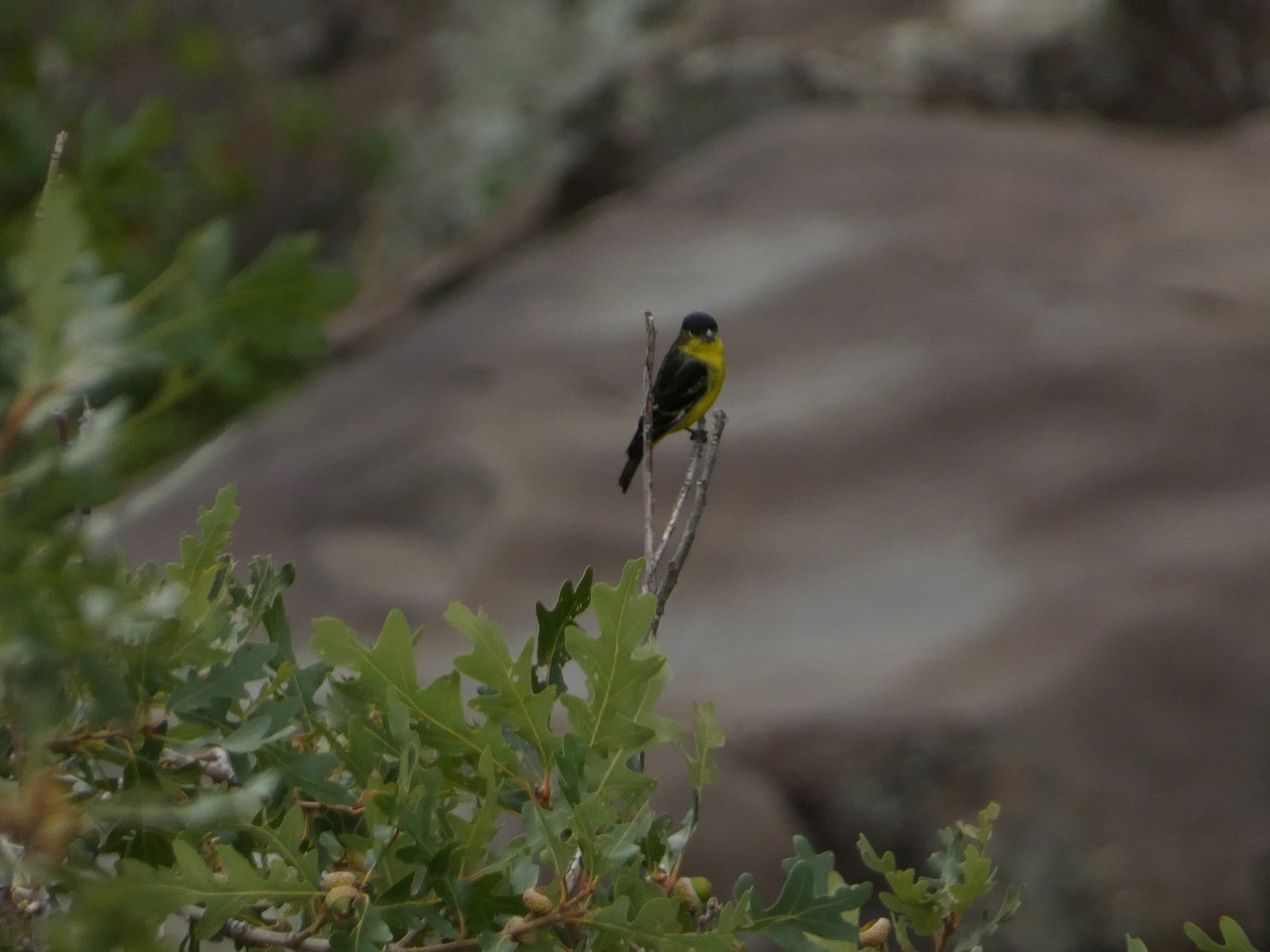 Lesser Goldfinch - ML642279732