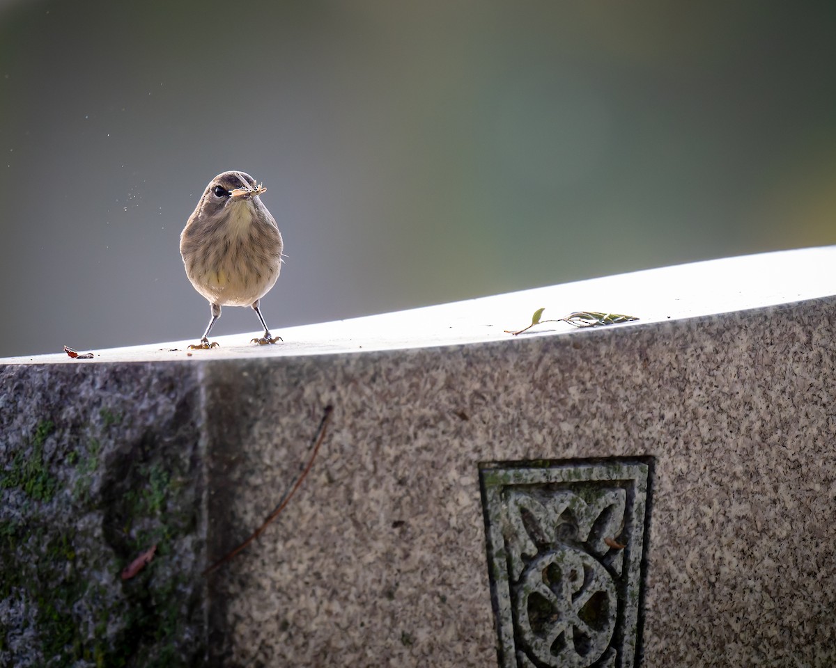 Palm Warbler - ML642279733