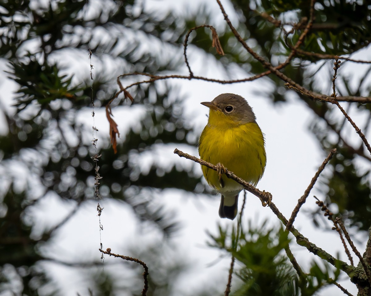 Magnolia Warbler - ML642279739
