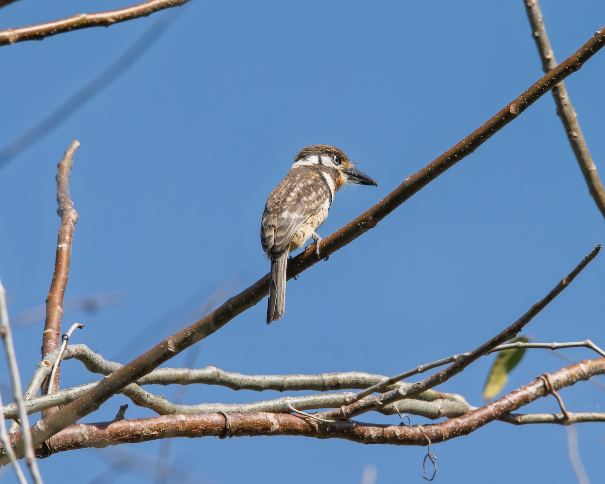 Russet-throated Puffbird - ML642279747